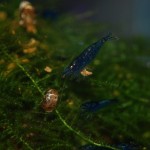 Neocaridina davidi Blue Dream