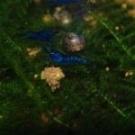 Neocaridina davidi Blue Dream