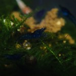 Neocaridina davidi Blue Dream