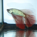 Betta splendens HM