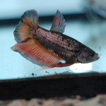 Betta splendens Plakat-Dragon