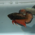 Betta splendens Plakat-Dragon