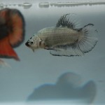 Betta splendens Plakat-Dragon