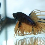 Betta splendens Crown-Tail