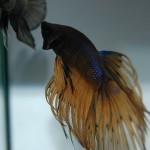 Betta splendens Crown-Tail