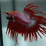 Betta splendens Crown-Tail