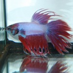 Betta splendens Crown-Tail