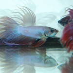 Betta splendens Crown-Tail