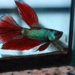 Betta splendens HM