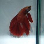 Betta splendens HM