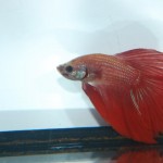 Betta splendens HM