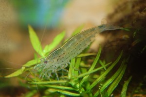 Amanogarnele - Caridina multidentata