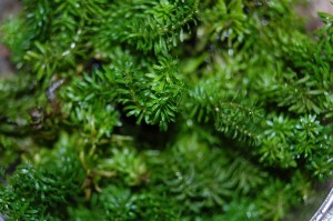 Rotala sp. 'Vietnam'