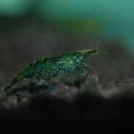 Neocardina davidi green