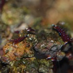 Caridina dennerli