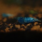 Taiwanbee - Blue Bolt