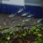 Corydoras hastatus