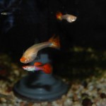 Koi-Guppy