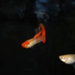 Koi-Guppy