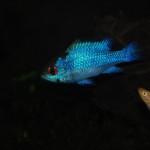 Mikrogeophagus ramirezi “Electric Blue”