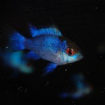 Mikrogeophagus ramirezi “Electric Blue”