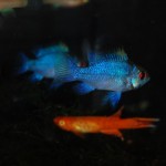 Mikrogeophagus ramirezi “Electric Blue”