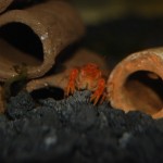 CPO - Cambarellus patzcuarensis "Orange"