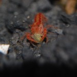 CPO - Cambarellus patzcuarensis "Orange"