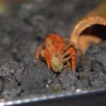 CPO - Cambarellus patzcuarensis "Orange"