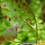 Nymphaea micrantha - Kleinblütige Seerose