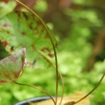 Nymphaea micrantha - Kleinblütige Seerose