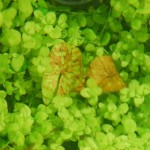 Nymphaea micrantha - Kleinblütige Seerose