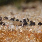 Yaoshania pachychilus