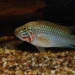 Apistogramma kelleri/kellerei - Diamondface