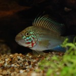 Apistogramma kelleri/kellerei - Diamondface