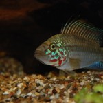 Apistogramma kelleri/kellerei - Diamondface