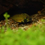 Apistogramma kelleri/kellerei - Diamondface