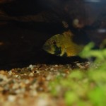 Apistogramma kelleri/kellerei - Diamondface