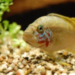 Apistogramma kelleri/kellerei - Diamondface