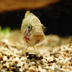 Apistogramma kelleri/kellerei - Diamondface