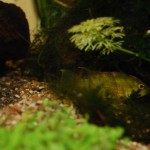 Apistogramma kelleri/kellerei - Diamondface