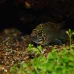 Apistogramma kelleri/kellerei - Diamondface