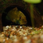 Apistogramma kelleri/kellerei - Diamondface