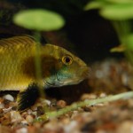 Apistogramma kelleri/kellerei - Diamondface