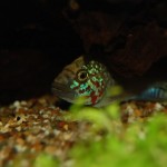 Apistogramma kelleri/kellerei - Diamondface