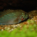 Apistogramma kelleri/kellerei - Diamondface