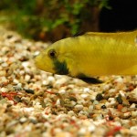 Apistogramma kelleri/kellerei - Diamondface