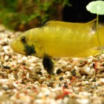 Apistogramma kelleri/kellerei - Diamondface