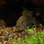 Apistogramma kelleri/kellerei - Diamondface