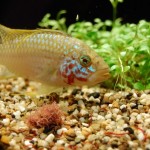 Apistogramma kelleri/kellerei - Diamondface